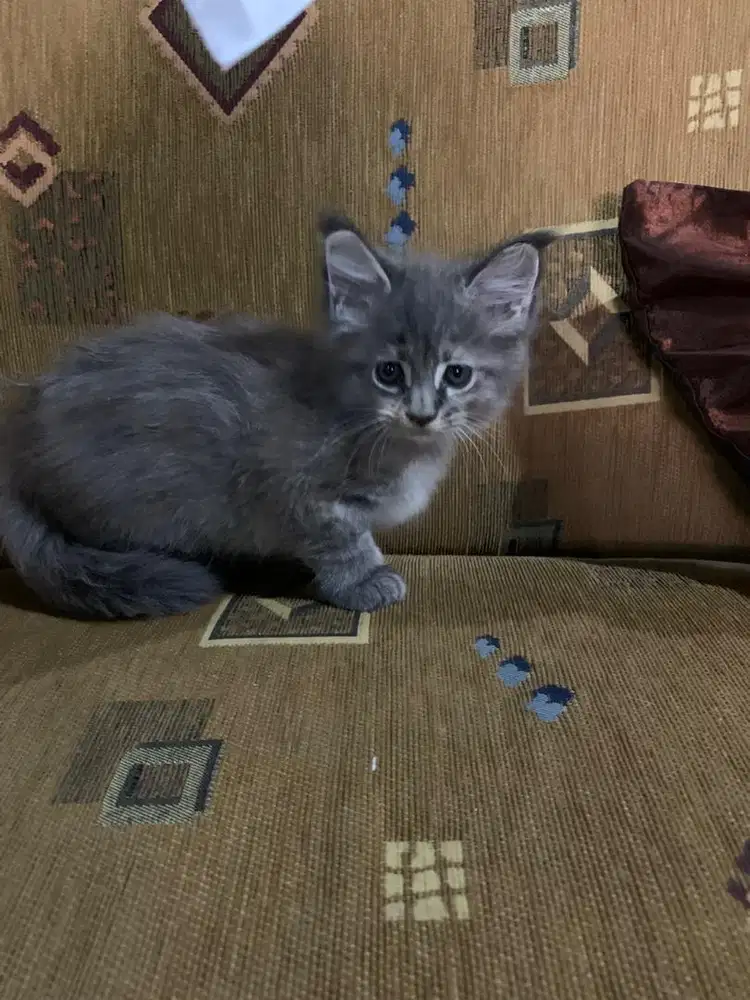 Kitten mainecoone betina