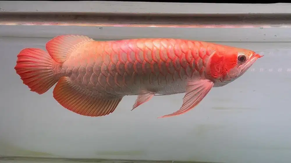 Ikan Arwana SR Super red 50cm