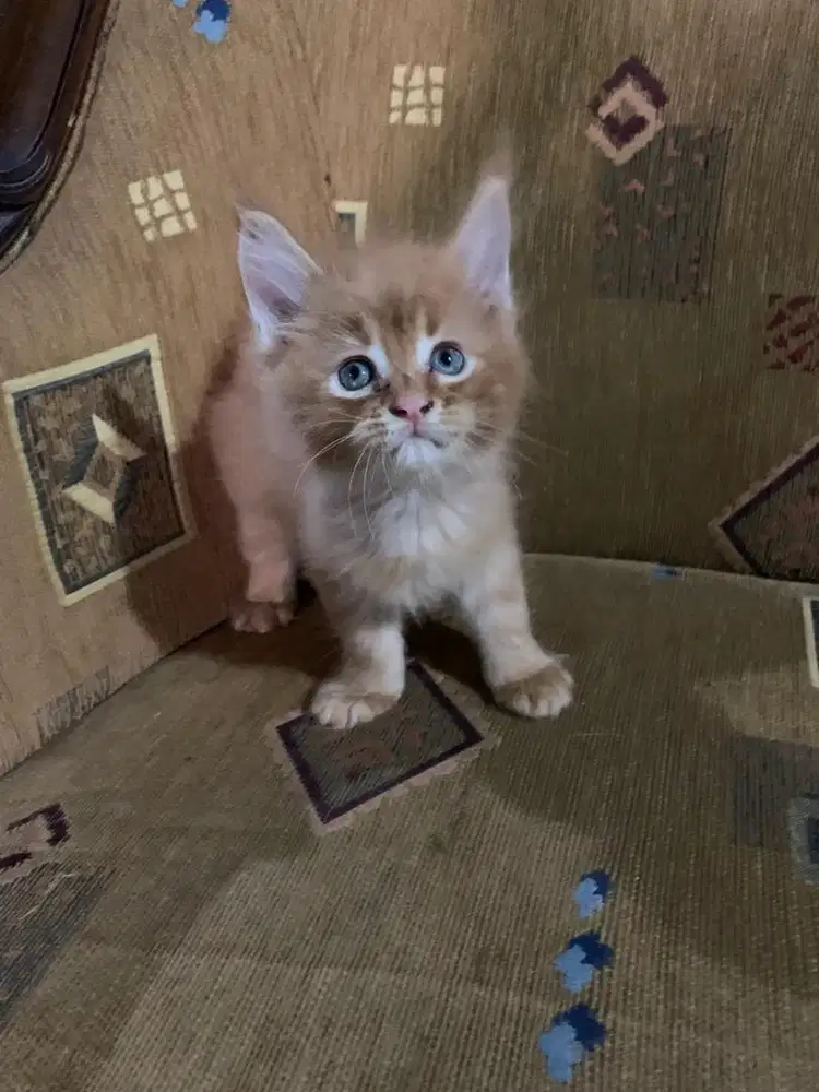 Kitten mainecoone jantan