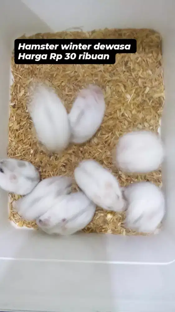 Hamster winter putih