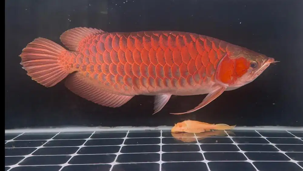 Ikan Arwana SR Super Red 60cm up Sumo