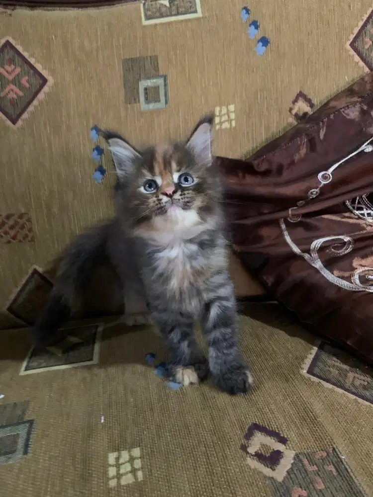 Kitten mainecoone betina