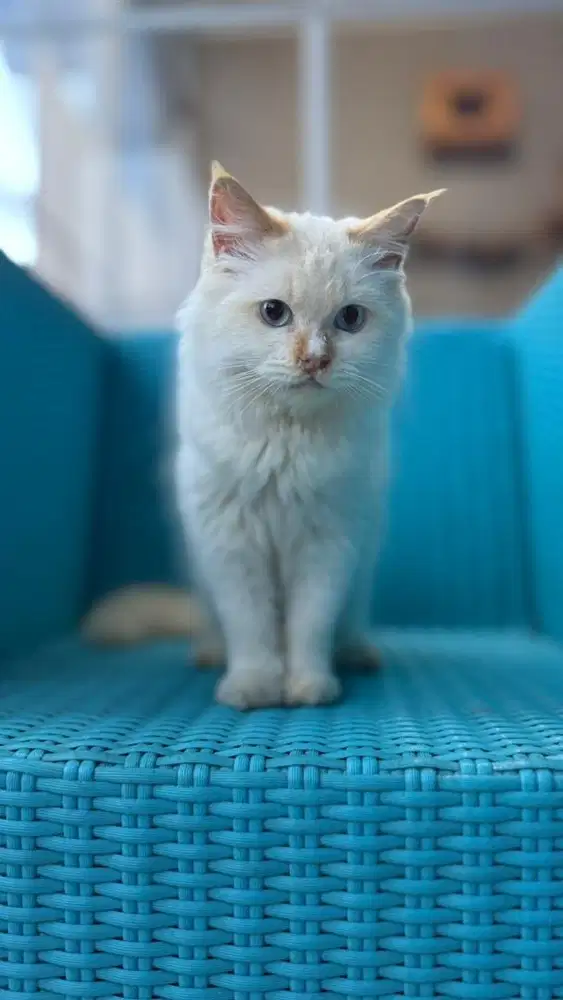 kucing persia red point