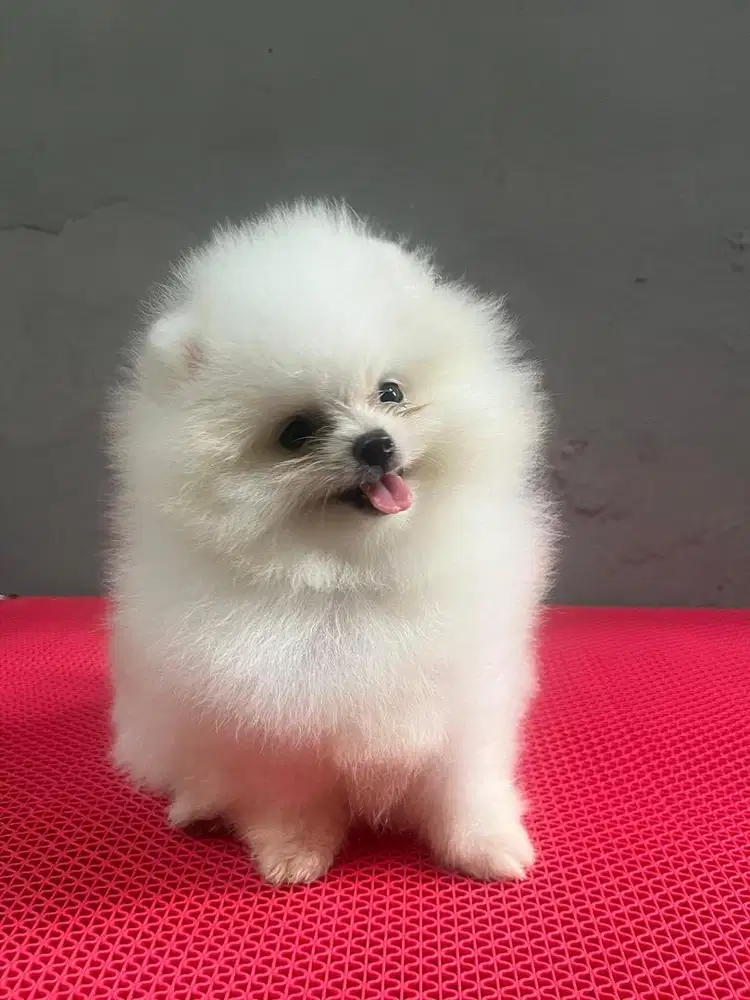 Pomeranian Betina