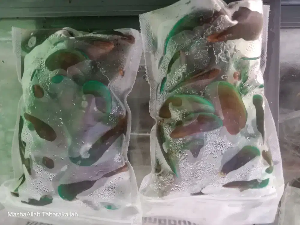 Kerang Hijau Segar, Pas Buat Menu Harian