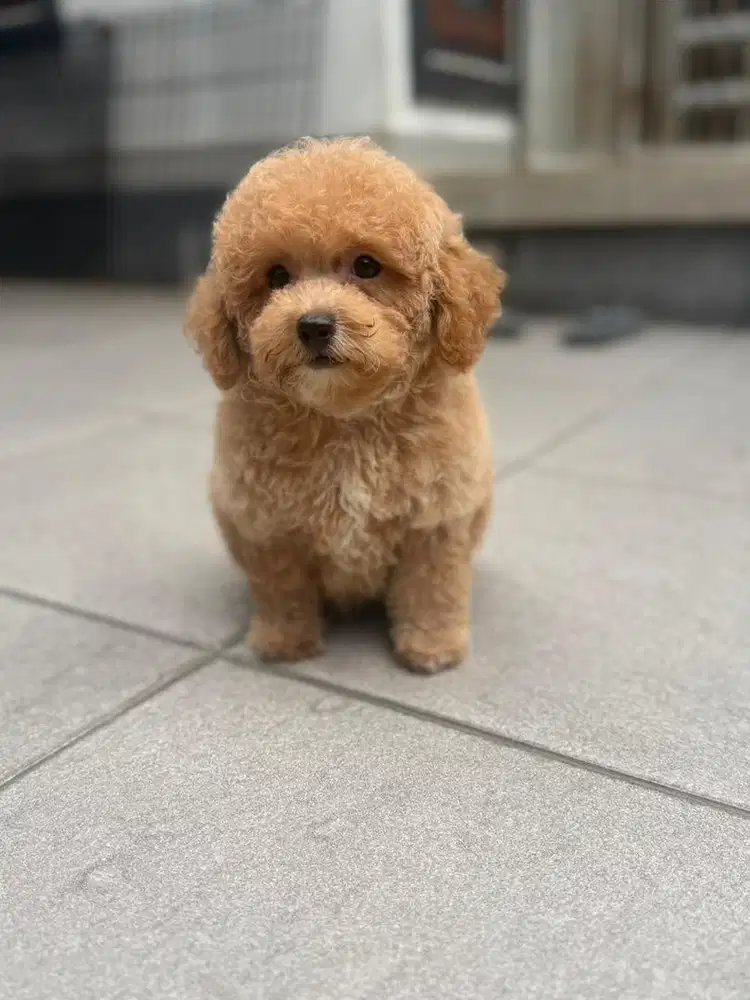 Poodle Betina cakeppp