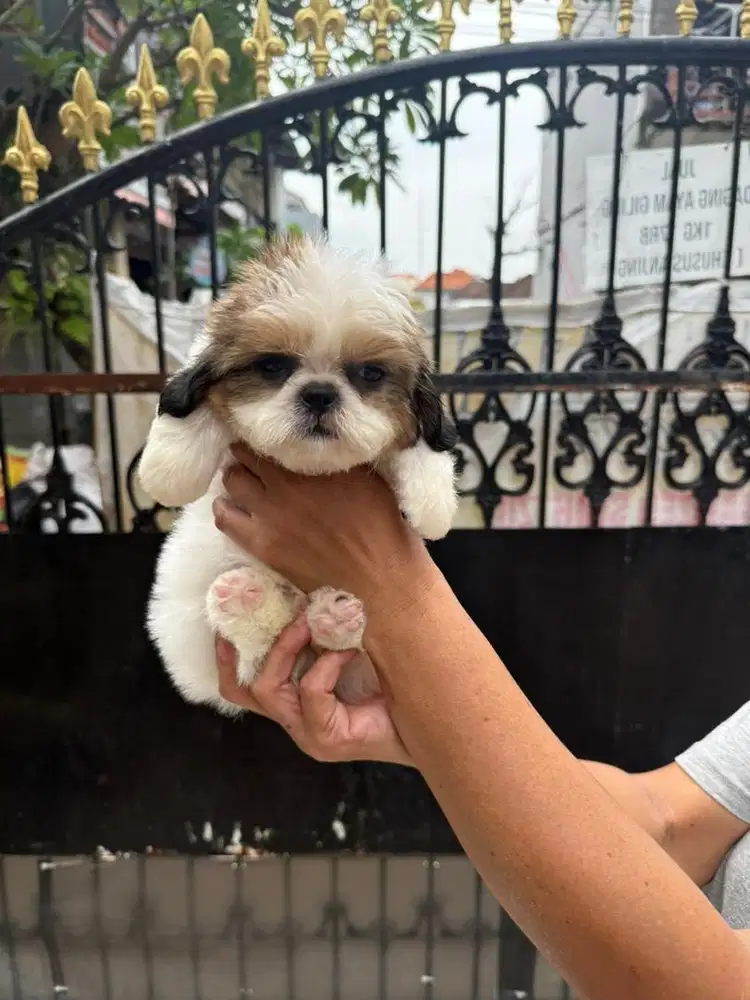 Shih Tzu Puppy Jantan