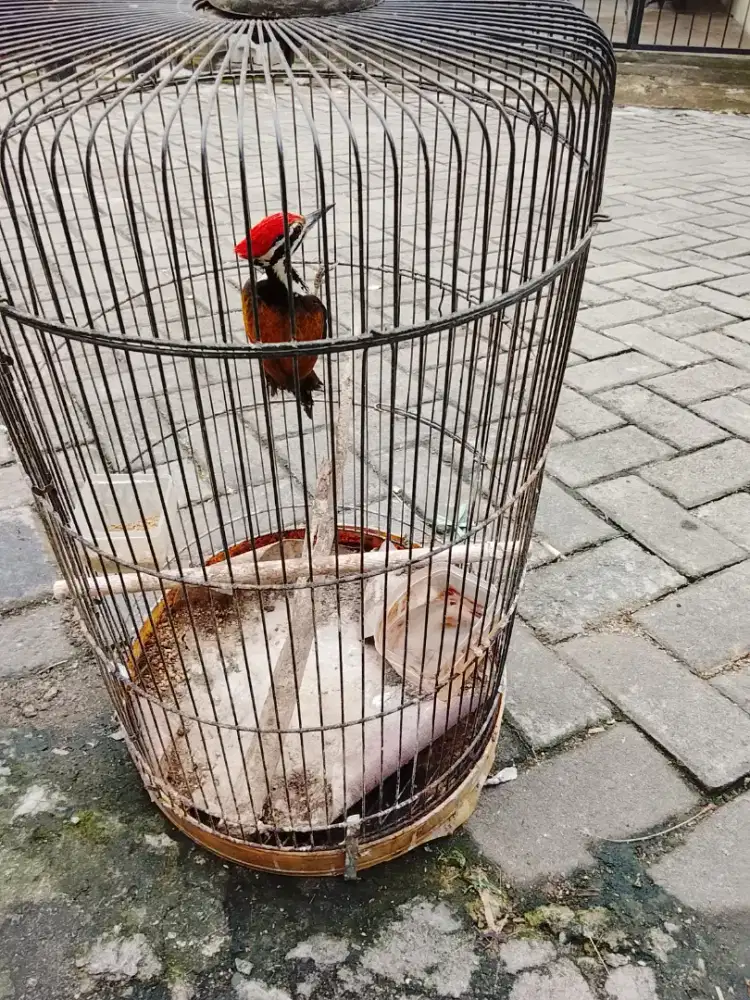 Masteran burung muray batu