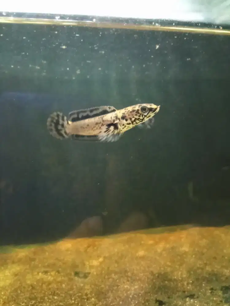 Ikan chana limbata granit