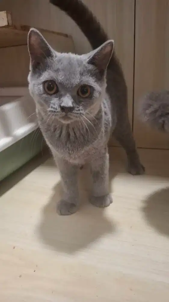 british shorthair