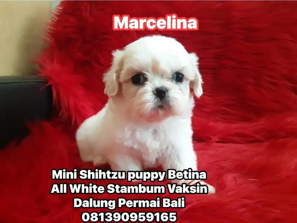 Shih Tzu Puppy Betina