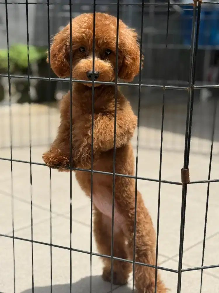 Poodle Betina 7 bulan