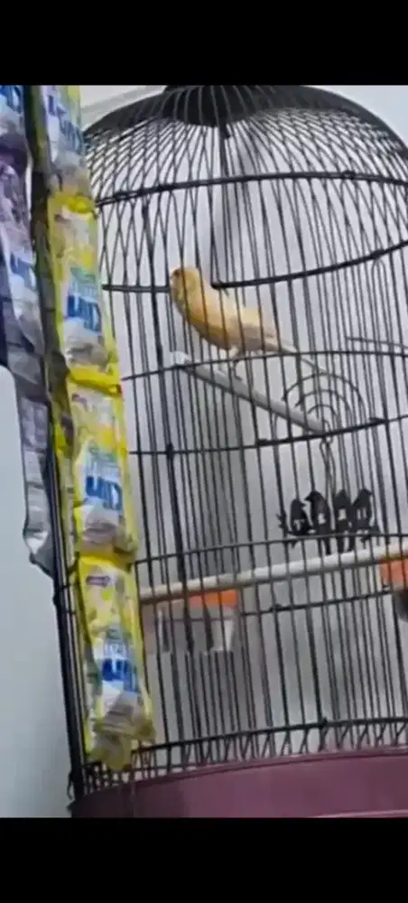 Burung kenari jantan 2 ekor jambul dan biasa