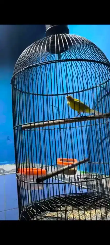 Burung kenari jambul
