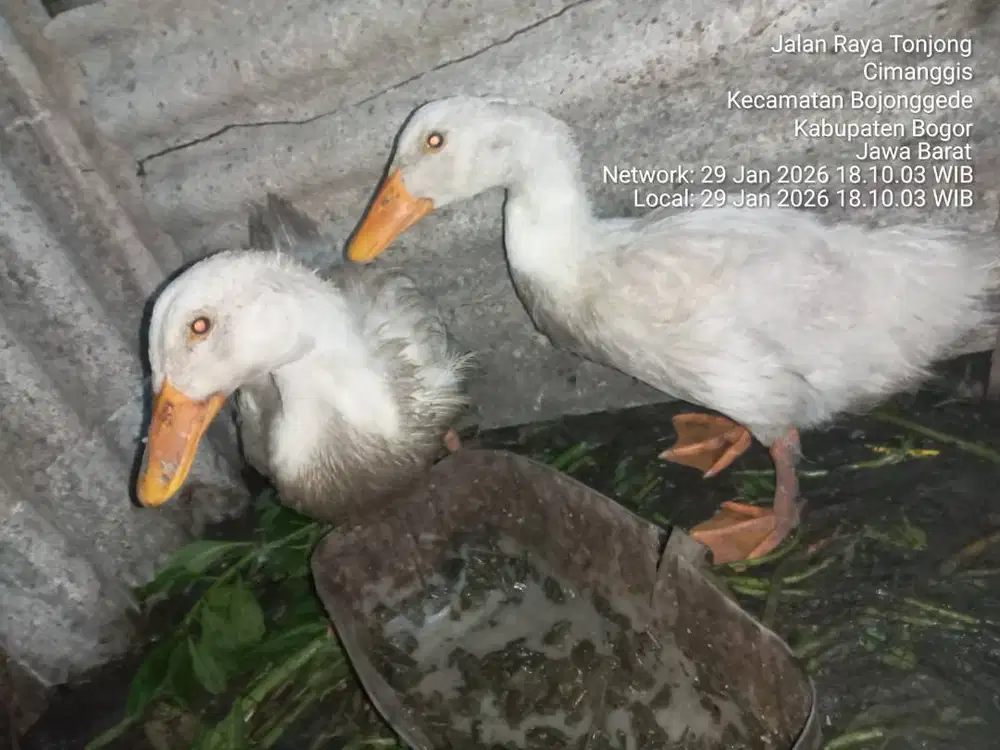 JUAL BBK PEKING USIA 4 BLN 70RB