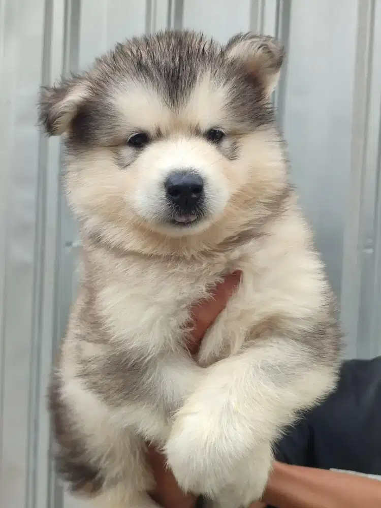 Alaska melamut jantan cakep