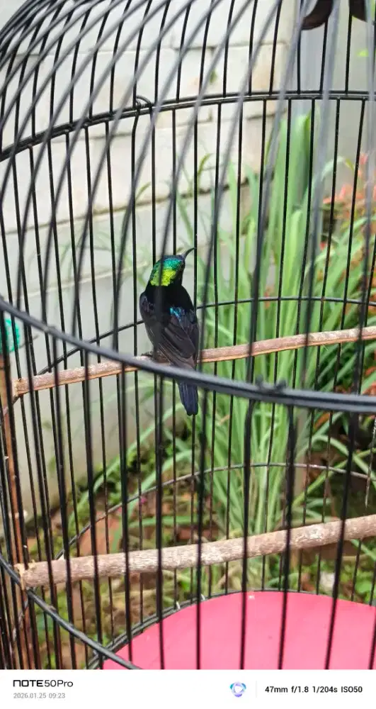 Kolibri ninja gacoran