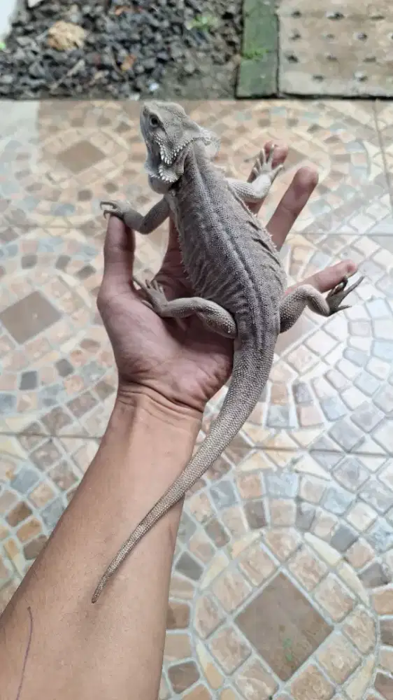 bearded dragon zero lb het hypo female