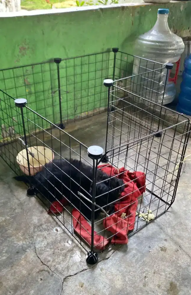 Kandang Pagar Kucing, anjing & kelinci