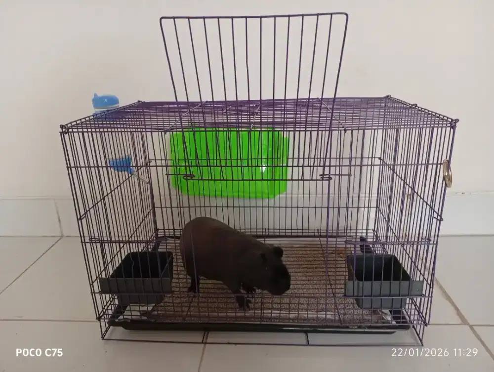 Marmut Hias Jenis Skinny (hairless/no bulu)