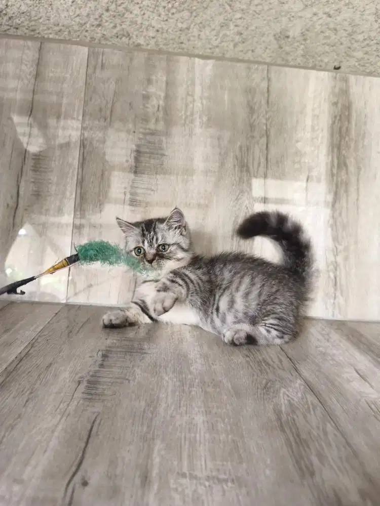 Kucing munchkin gaelic