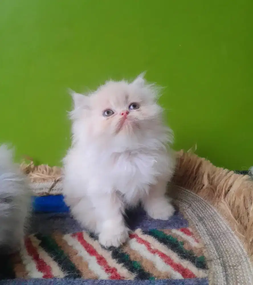 kucing kitten persia