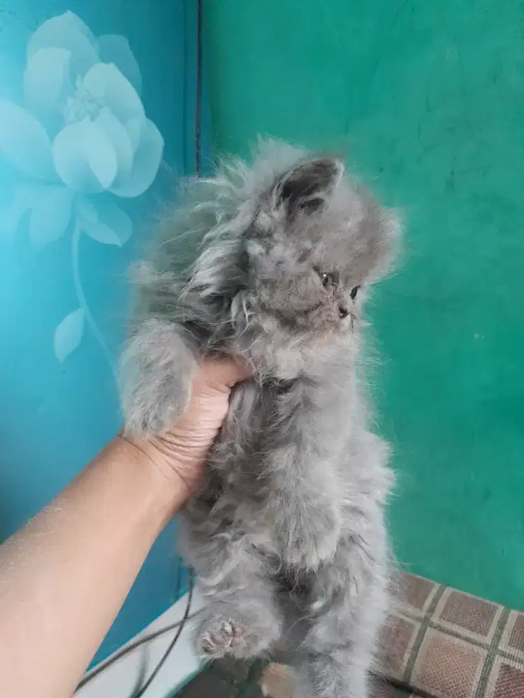 kucing kitten persia