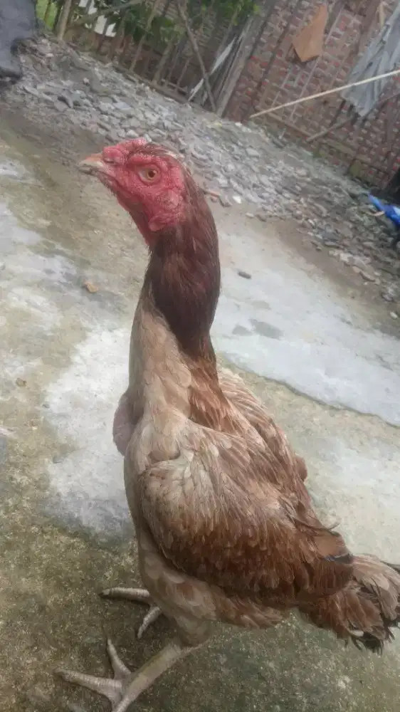 ayam bangkok Babon Plucker