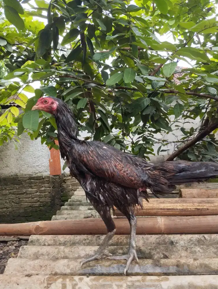 Dijual Ayam Biang Pama