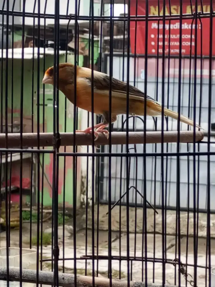 Kenari AF gacor fullset