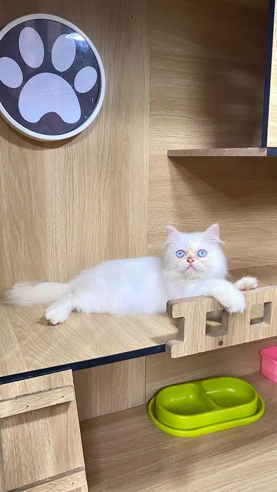 jenis himalaya red point