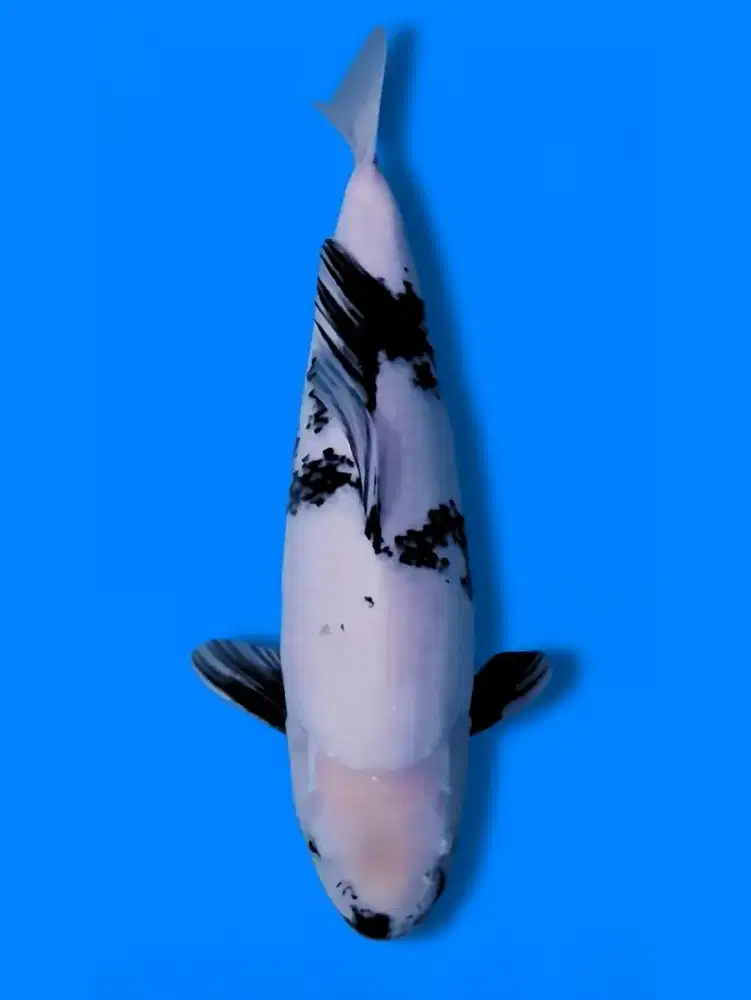 Koi Shiro Utsuri Tategoi 45cm