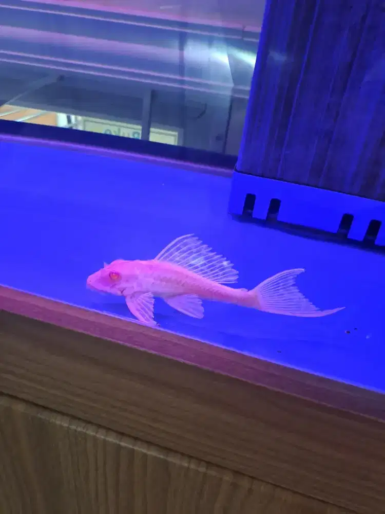 Ikan Gibicep Albino Tankmate pleco sapu sapu - pilih ada 2 ukuran