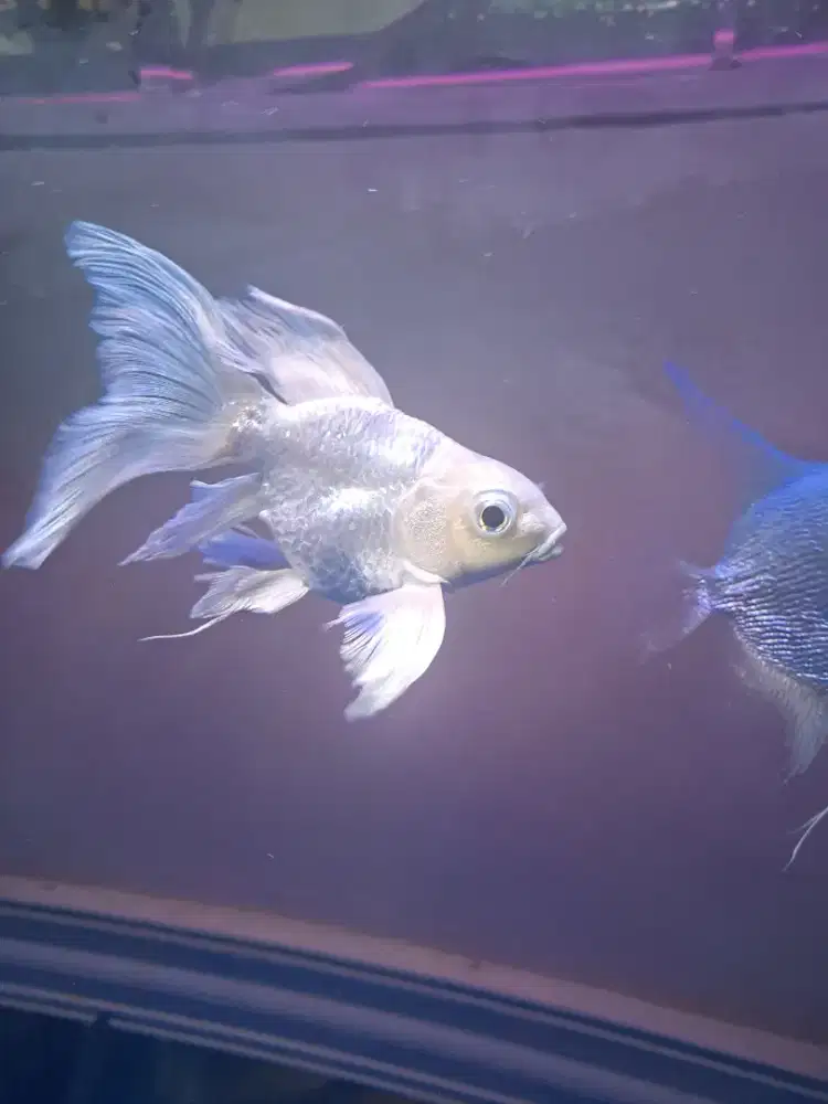 Ikan Koi Hudielong Platinum Shortbody