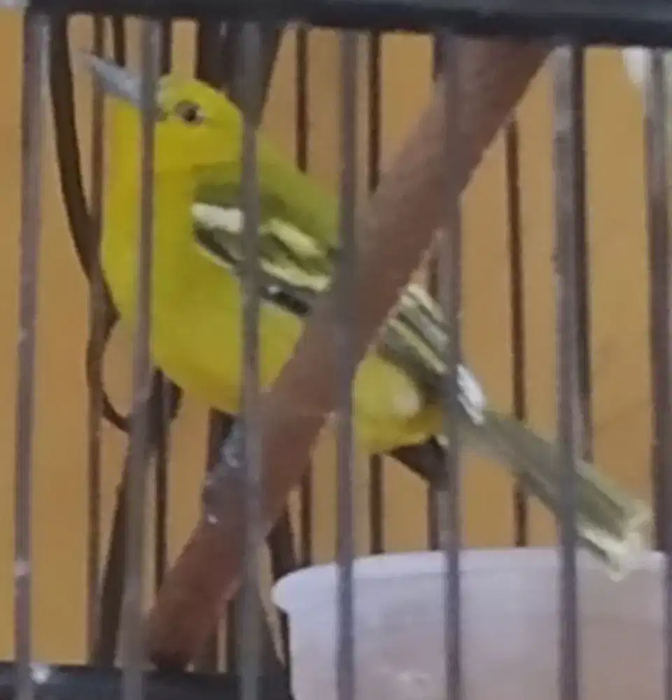 Sirpu jantan muda hutan semi jinak