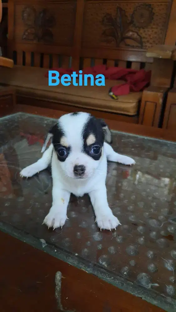 Ready Mini Chihuahua PURE