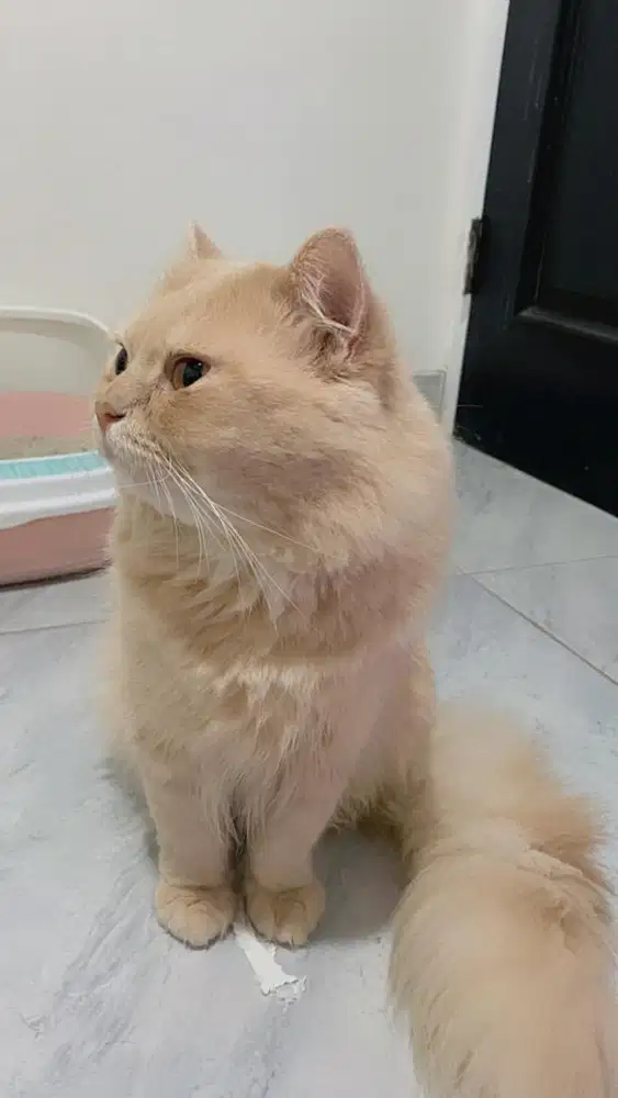 Di jual kucing jenis anggora himalaya