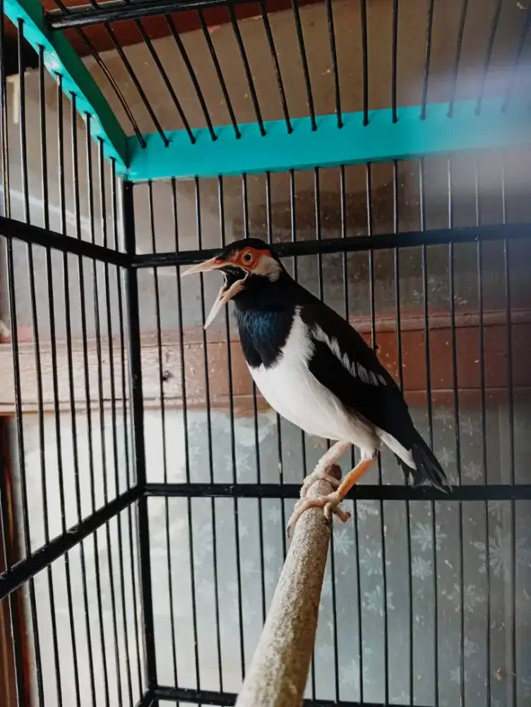 Burung JALAK SUREN Mapan PROSPEK JOSS