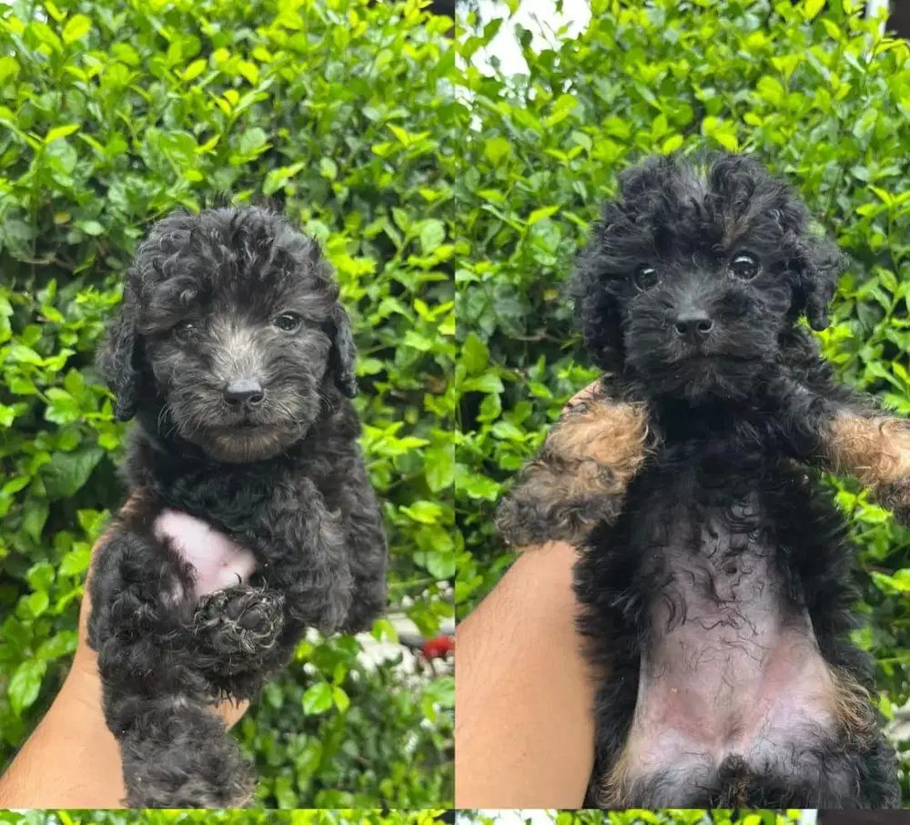 podel sepasang super cakep