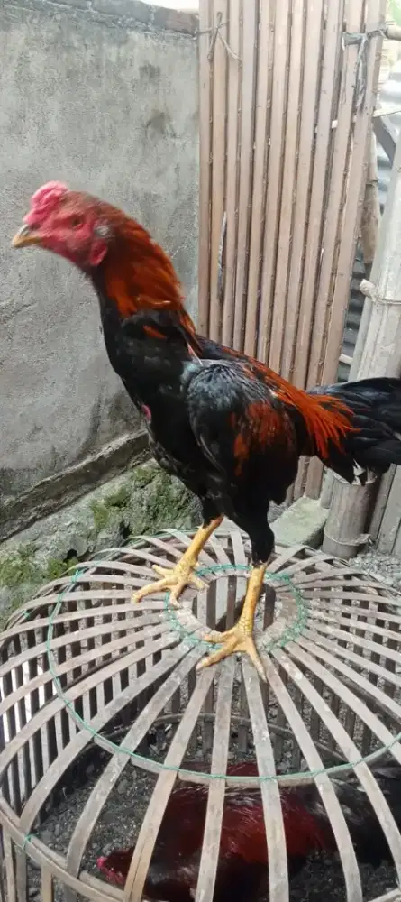 Satu lagi ini masih dengan si jago jantan kita