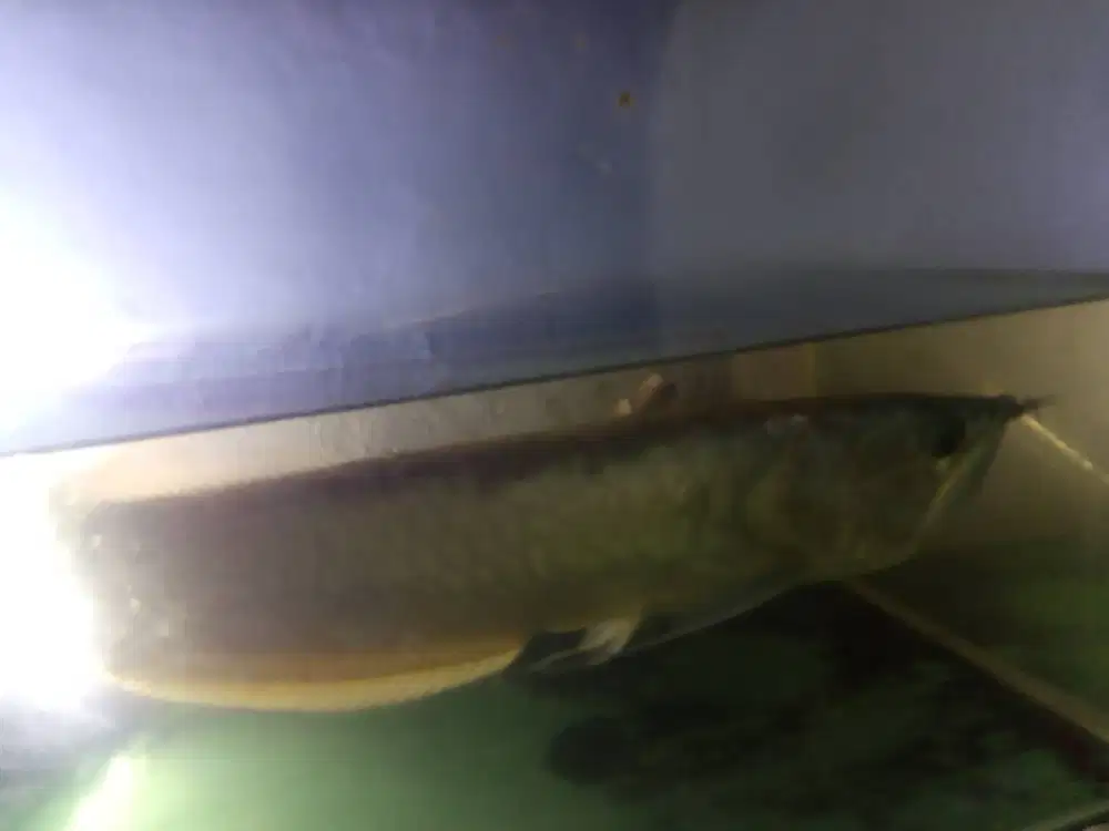 Ikan arwana silver size 45-50 cm