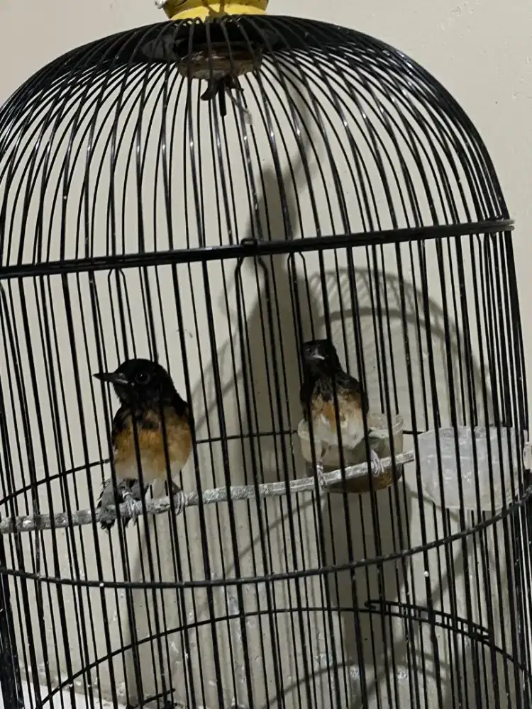 Murai batu aceh, trotol jantan