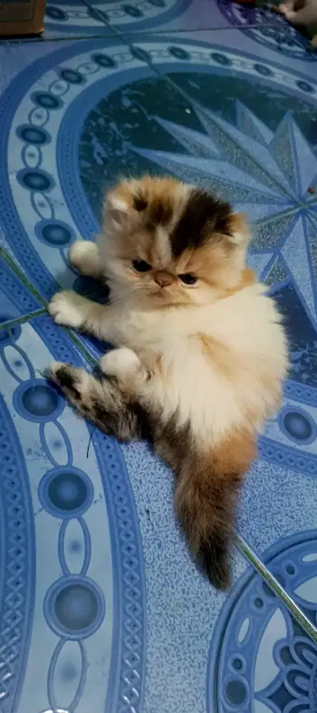 Kucing kitten Persia peaknose
