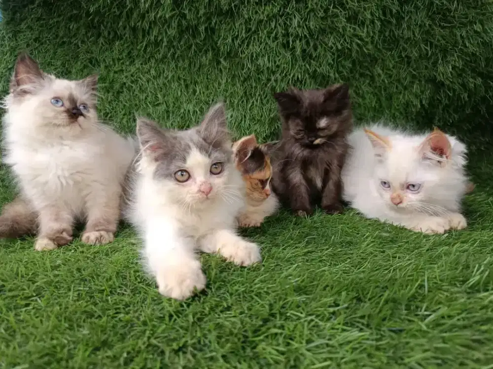 Kucing persia flatnose scottish himalaya bsh munchkin ragdol mainecoon