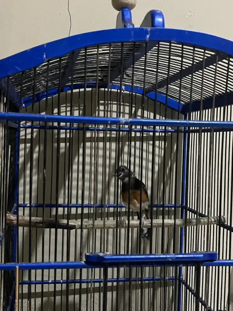 Murai batu aceh ( trotol jantan)