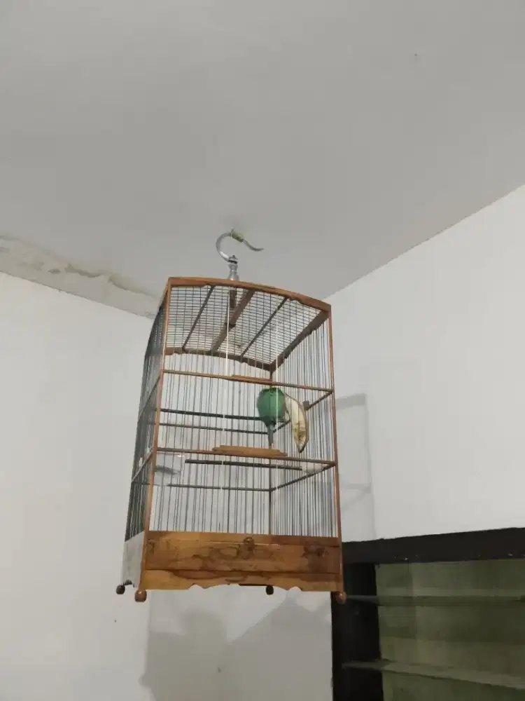 Manuk Jinak, gacor,,,