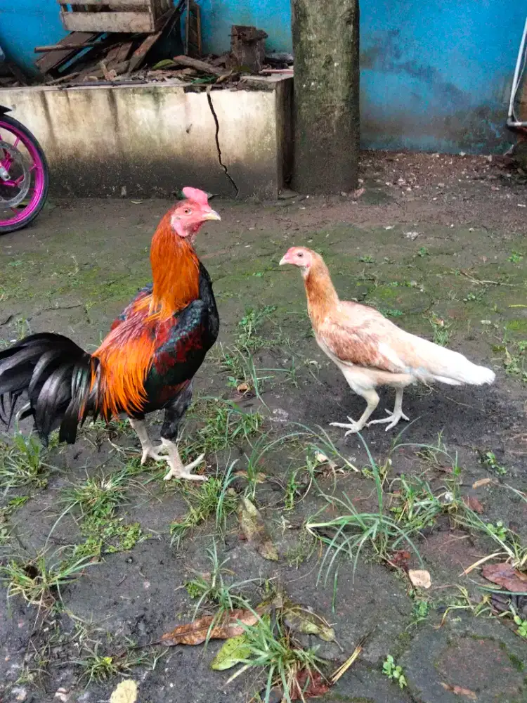 Sepasang Ayam BK Pama
