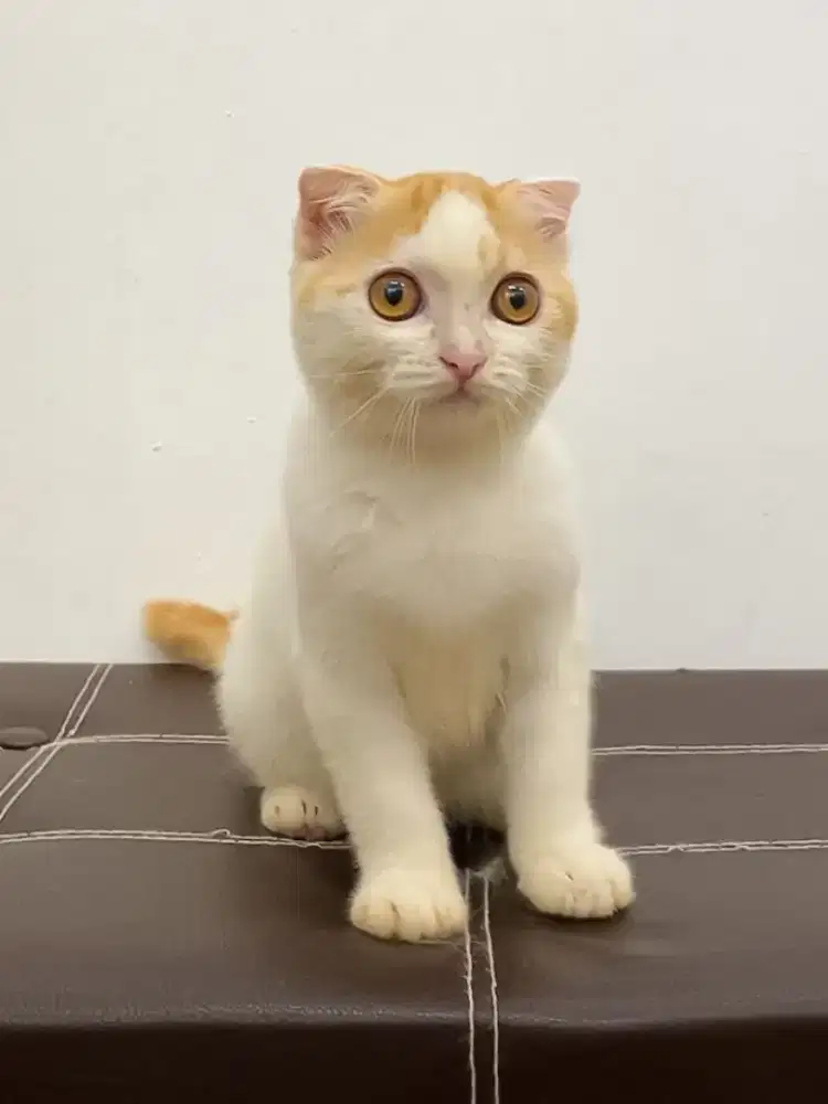 Scottish fold betina