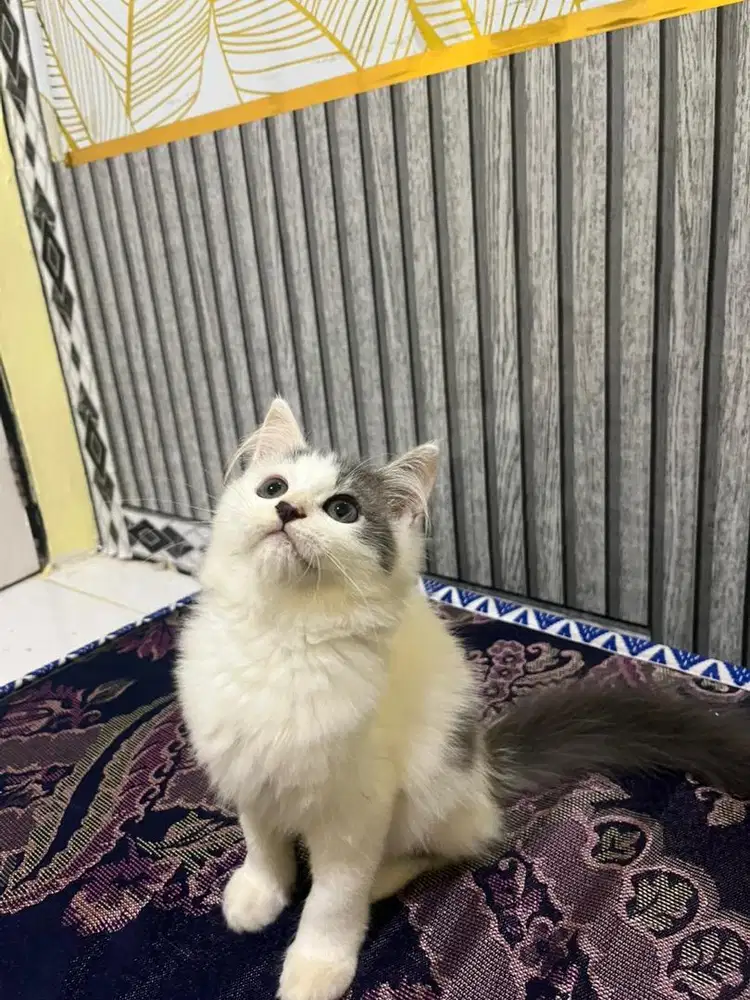 Persia longhair abu putih warna favorite