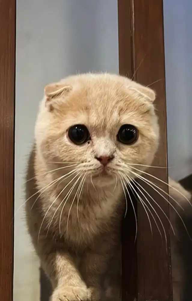 Scottish Fold Line Import